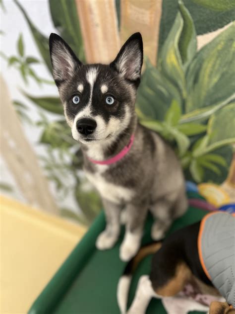 Breed Spotlight The Alaskan Klee Kai Wags And Wiggles