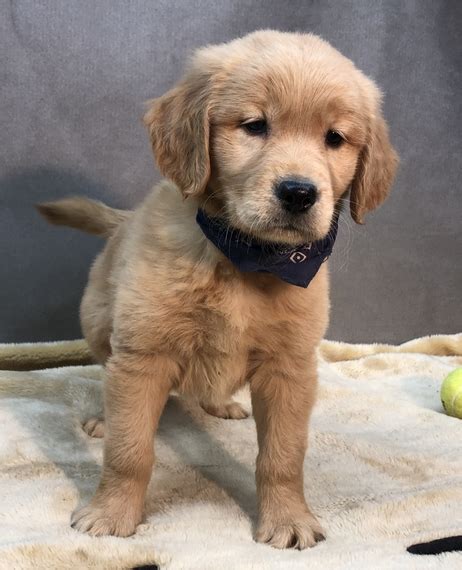 Overall the experience of pet shopping with them was very good. Seattle Golden Retriever Puppy 666934 | PuppySpot