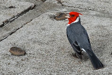 Canon 400mm f/4 do is lens + tamron 1.4x tc @ f/5, 1/400 second, iso 400. 2012-01-08 HAWAII Oahu 18 Honolulu - Red Headed Bird at Ka ...