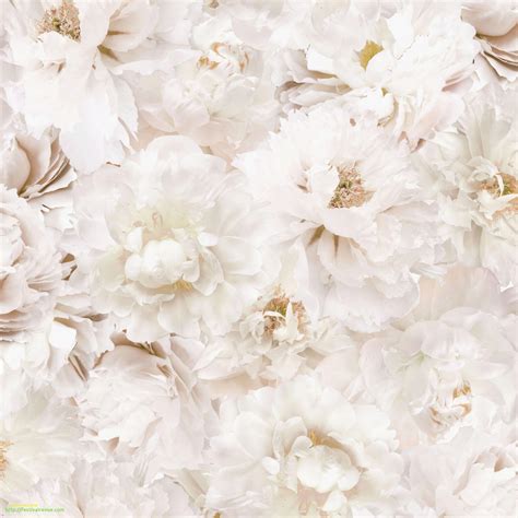 White Flower Backgrounds Flowers