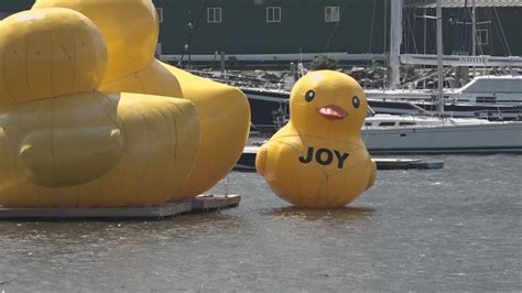 Giant Inflatable Ducks Return To Belfast Harbor