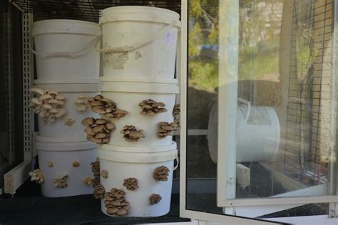 Making An Off Grid Diy Mushroom Fruiting House
