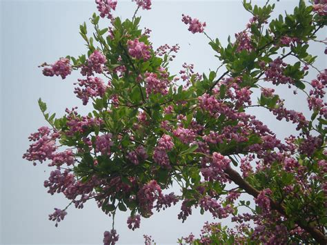 Securidaca Longipedunculata Fresen Polygalaceae Flickr