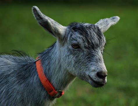 Little Goat Photograph By Sandy Keeton Fine Art America