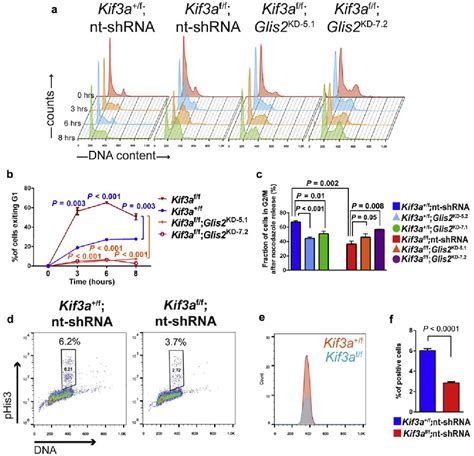 Figure 2 From Loss Of Glis2nphp7 Causes Kidney Epithelial Cell