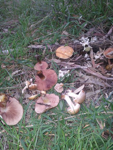 Id Request For Adelaide Hills Mushroom Hunting And Identification