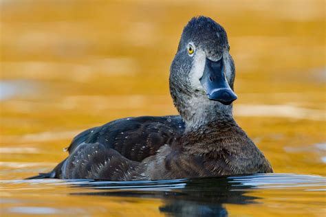 Florida Duck Identification Chart 12 Different Types Of Ducks With