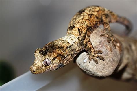 Reptile Facts The Mossy New Caledonian Gecko Rhacodactylus