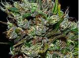 Marijuana Buds And Seeds