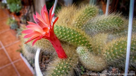 It has long, white, soft, hairlike spines and gets large bright red flowers. My Monkey's Tail Cactus - Cleistocactus colademononis from ...