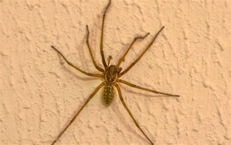 Spiders Pest Identification In San Diego And Riverdale County Ca