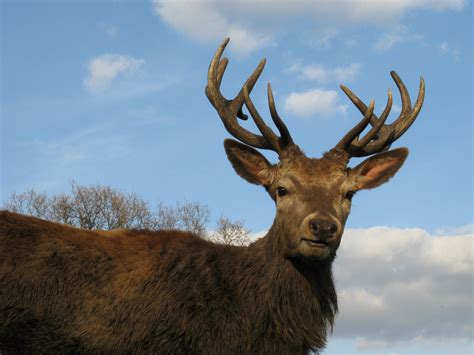 Free Images Nature Male Wildlife Stag Park Mammal Fauna