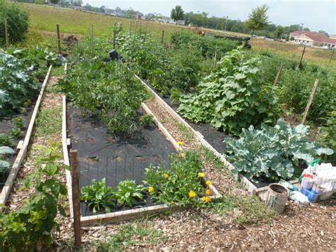 Anitas Health Blog Garden Update And Harvest 719