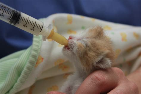 Webcast Critical Care Of The Sick Neonatal Kitten Chew On This