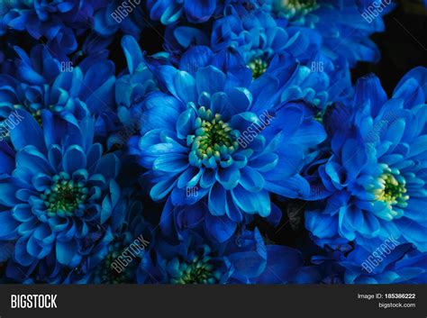 Blue Chrysanthemum Image And Photo Free Trial Bigstock