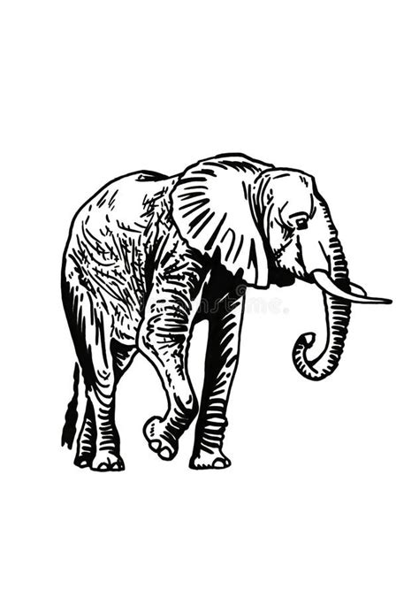 Graphical Illustration Of Elephant Asian And African Animal Vector