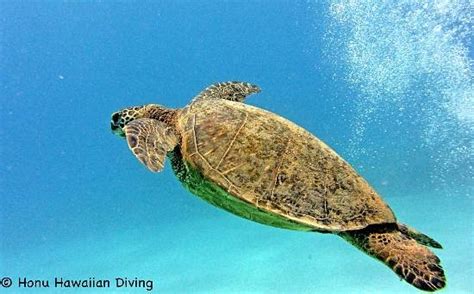 Honu Hawaiian Diving Honolulu All You Need To Know Before You Go