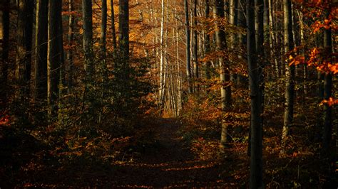 Download Wallpaper 2560x1440 Forest Autumn Path Trees Widescreen 16