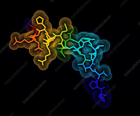 Somatotropin Growth Hormone Molecule Stock Image A6190032