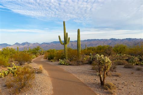 What To Do In Sells Arizona Desert Rain Cafe