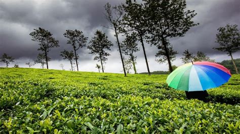 Why Monsoon Is The Best Time To Visit Kerala Hindustan Times