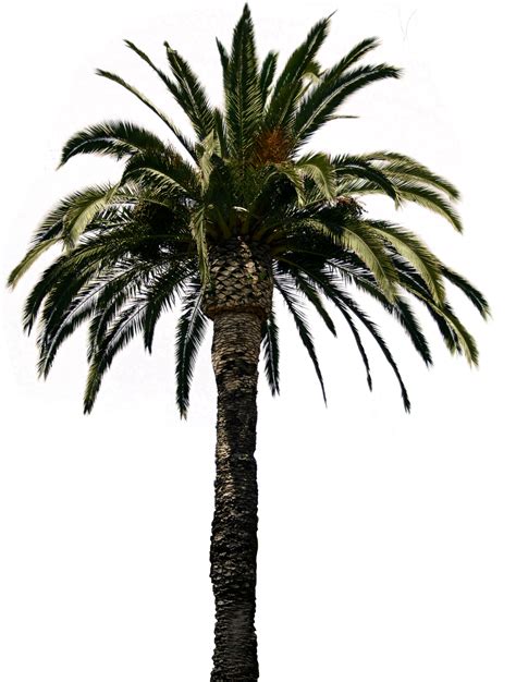 Date Palm Png File Png All Png All