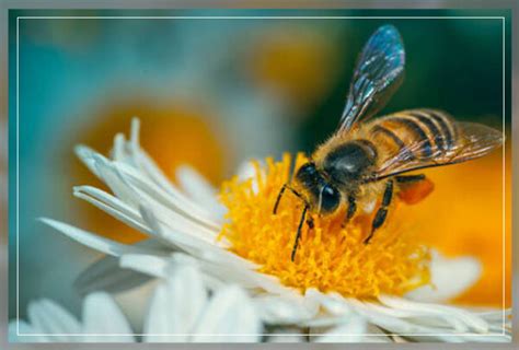 Cross Pollination And Its Importance Al Ardh Alkhadra