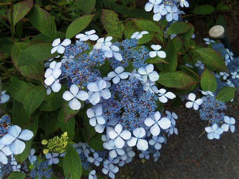 the dazzling blue lacecap hydrangea one of a collection of hydranges