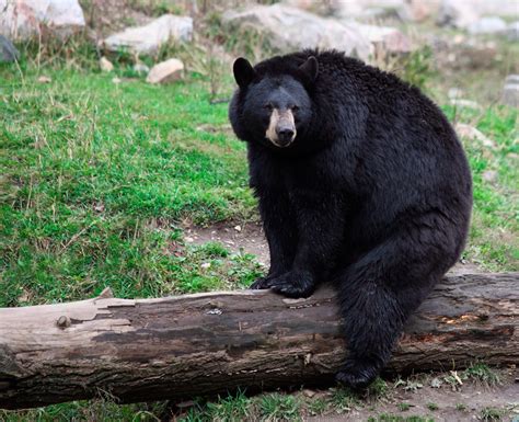 Enorme Oso Negro En Las Praderas De Alaska Black Bear Enorme Oso
