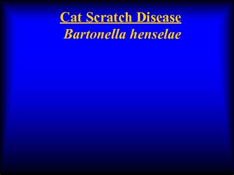 Cat Scratch Disease Bartonella Henselae Bartonella