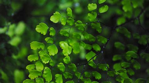 Green Leaves Wallpapers Top Free Green Leaves Backgrounds