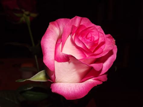 Ingyenes Képek Természet Fehér Virág Virágszirom Piros Rózsaszín