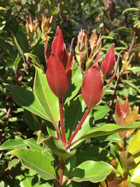 Photinia Robusta Is A Small Fast Growing Tree With Glossy Red Foliage