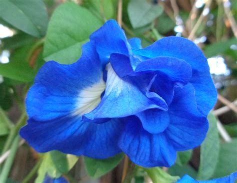 Aparajita - Holy Butterfly Pea | Miracle Plant ~ The word Ap… | Flickr