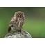 Andy Shepherd Wildlife Photography Little Owl