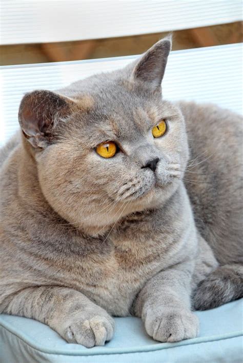 British Shorthair Pedigree Cat Stock Image Image Of Beautiful