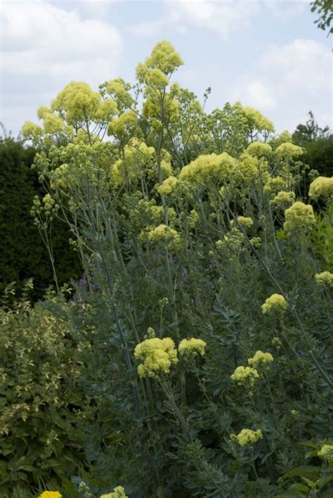 Zeker een van de gemakkelijkste thalictrum om te houden. Thalictrum flavum ssp. glaucum (Poelruit) | De Tuinen van ...