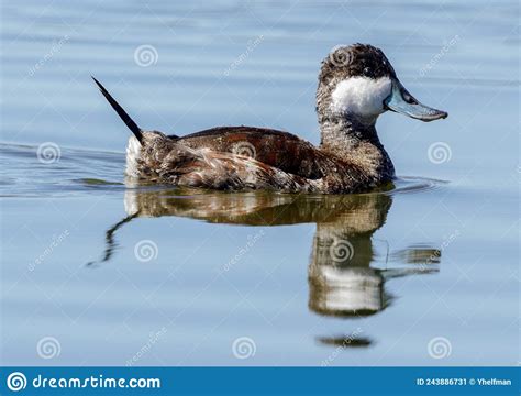 Ruddy Duck Adult Male Swimming Stock Image Image Of Mallard Beak