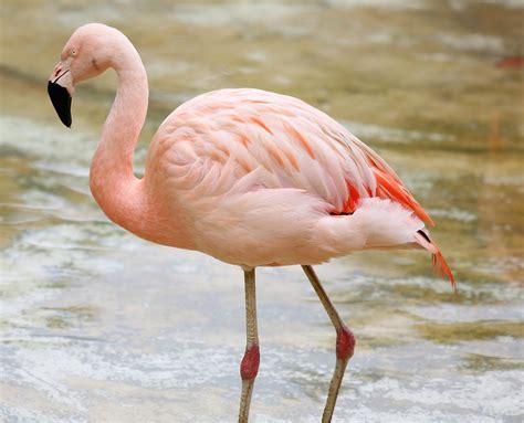 Flamingo By The Lake Colorful Bird · Free photo on Pixabay
