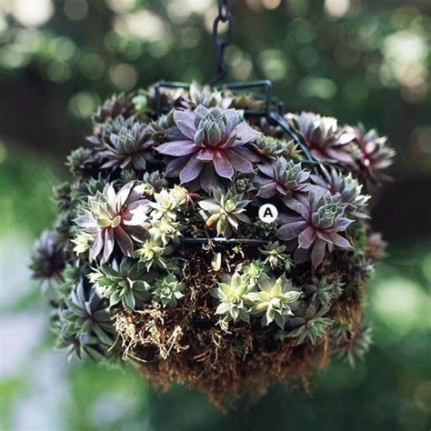 Landscaping Create Stunning In The Garden Hanging Baskets Avso