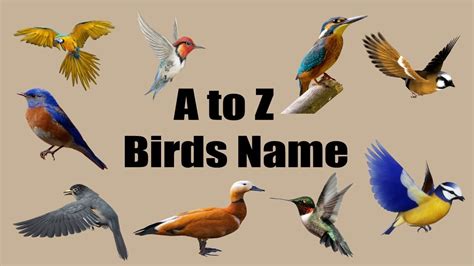 Birds Name Learning A To Z For Kids Bd Kids Youtube