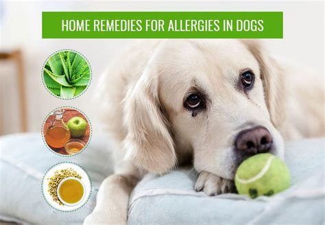 Check Top 6 Home Remedies For Allergies In Dogs Dog Allergies Home