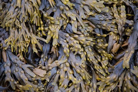 Seaweed Free Stock Photo Public Domain Pictures