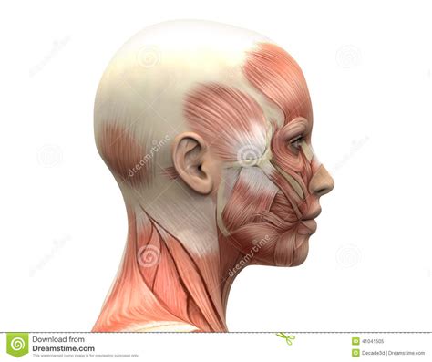 Female Head Muscles Anatomy Side View Stock Illustration