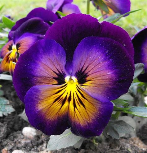 Pansy The Specific Colors Of The Flower Purple Yellow And White