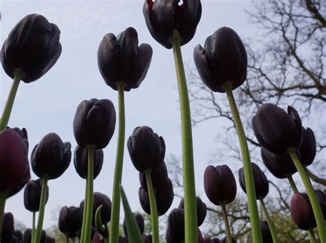 Keukenhof Garden Black Tulips Are The Most Rare Tulips