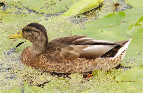 Free Images Nature Pond Wildlife Swim Beak Brown Fauna Plumage