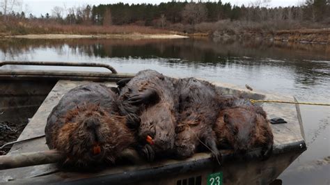 4 Traps 4 Beavers A Good Day Of Beaver Trapping Youtube