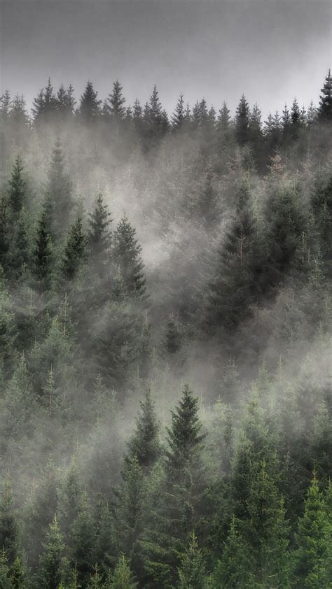 Hd Wallpaper Forest Nature Fog Trees Spruce