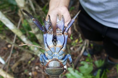 Improving The Sustainable Management Of Coconut Crabs In Fiji